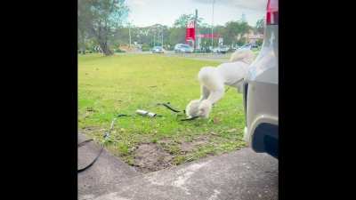 Just can’t get enough! ⚡️🐩🤍🐾💕