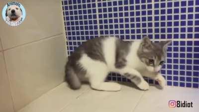 I don't understand what's going on with this kitty