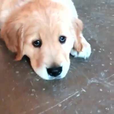 The definition of puppy eyes