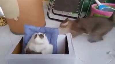 Cat checking out fake cat and then get spooked when it suddenly falls.