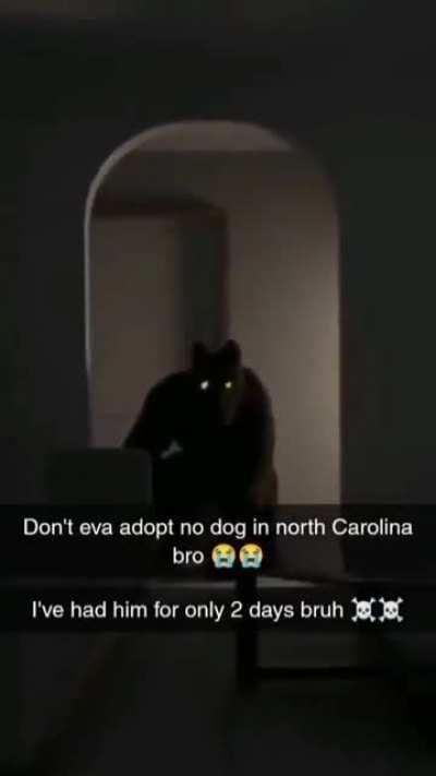 Should've just gotten a fish :/