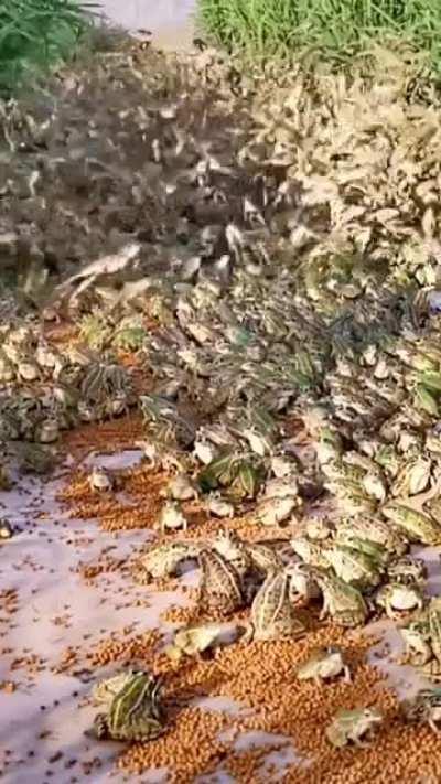 Let ‘s feel the scene of thousands of frog jumps!