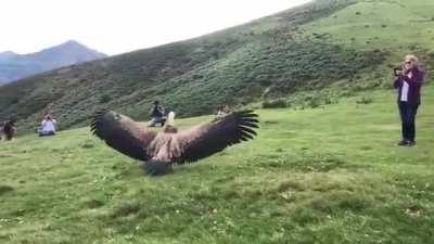 A massive Griffon Vulture is released