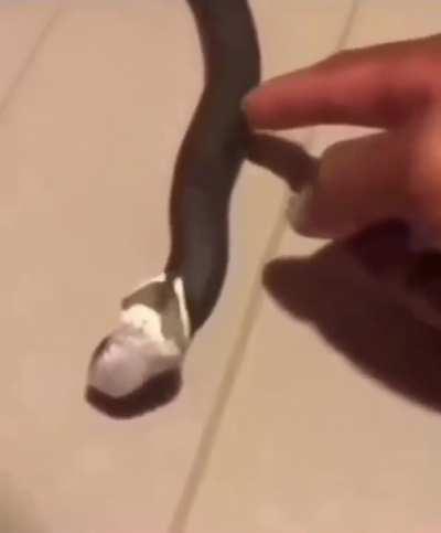 Snek.exe has stopped working 