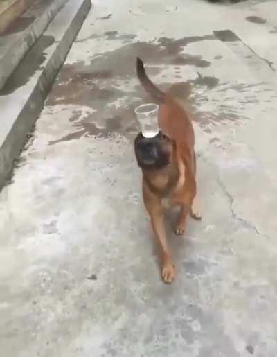 Lord Bobby's Dog 🤣