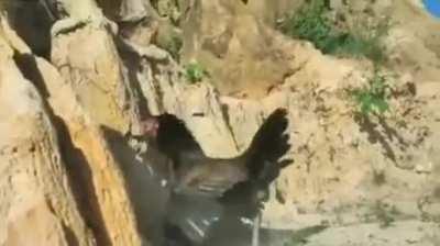 🔥Hen Protects Chicks Against Swooping Bird of Prey