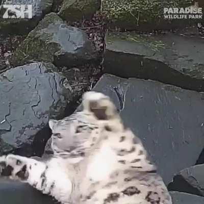 Snow leopard spotted the camera.