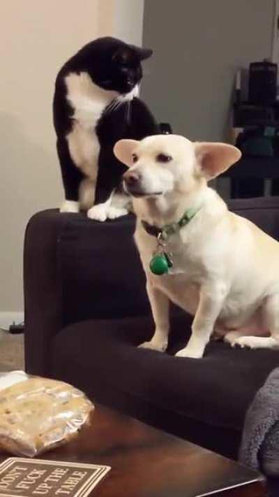 Cat deciding whether it should boop the dog