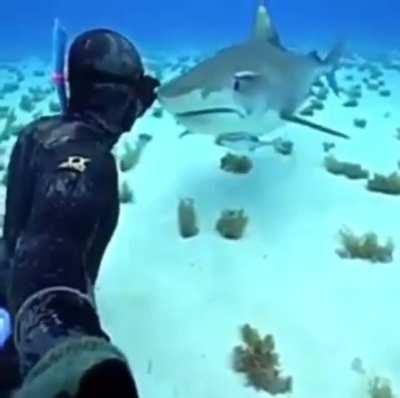 Wild Shark is confronted by a Human
