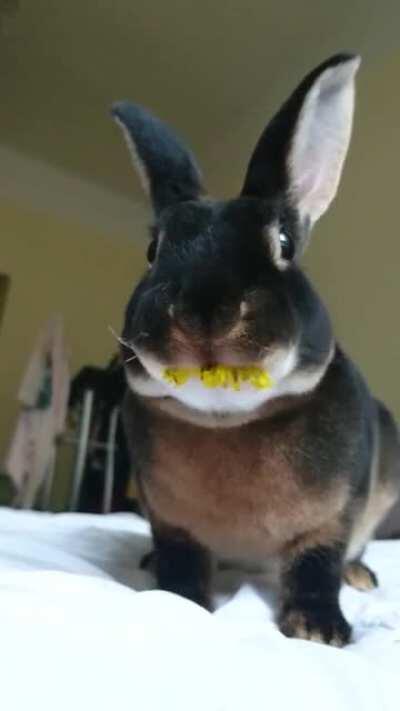 One of the fastest eaters ever