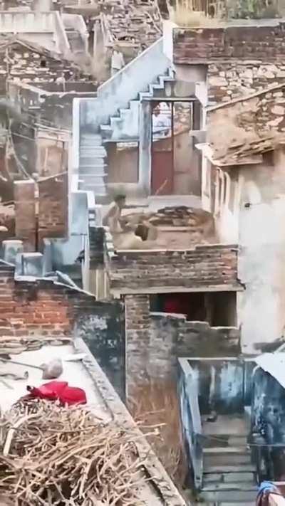 Average day in girnar