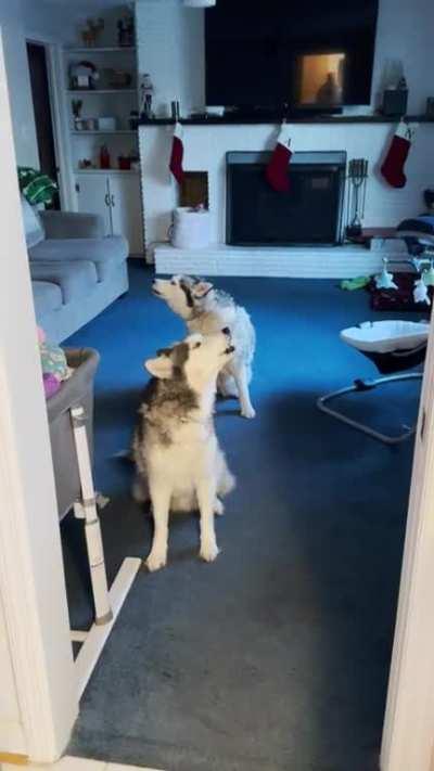 Just got home and before I could even pull my daughter out of her car seat to feed her these two fur balls had something to say about it 😆