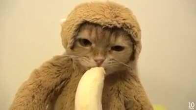 There's something wrong with my monke