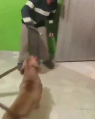 Trained gang dogo NFC