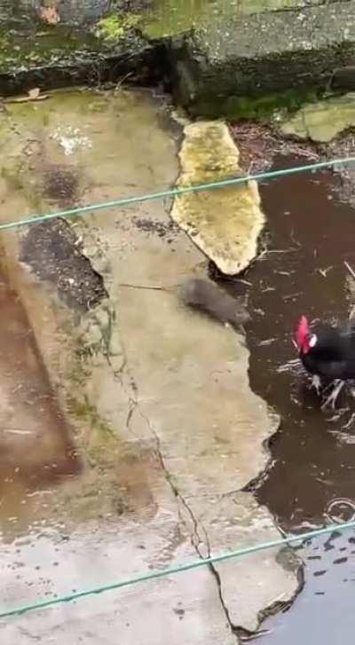 Remember rats, don't mess with chickens...