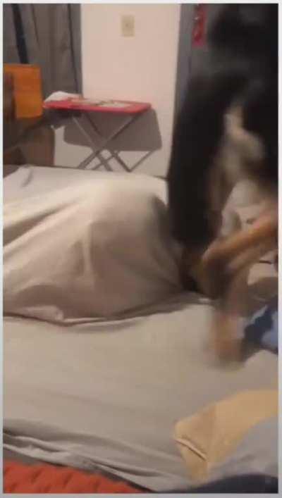 You don't have to be human to become a master illusionist