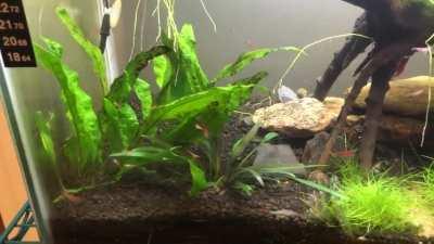 First Shrimp Tank ❤️🦐