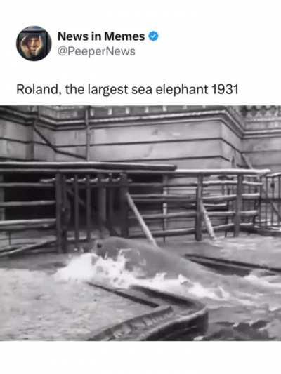 This absolute beast of a sea elephant 