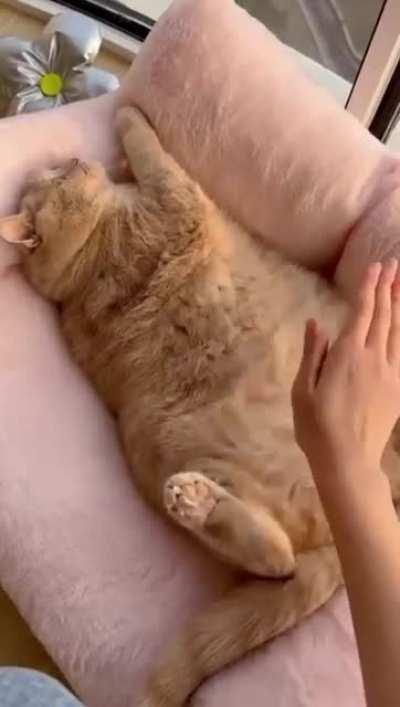 Soft belly