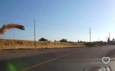 it's a bird it's a plane