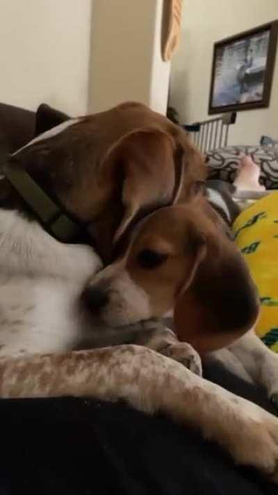Our beagles in a cuddle session. They’ve really taken to each other and it makes me so happy.