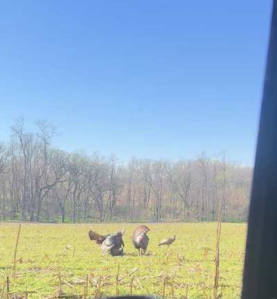 Guillotine broadheads are the way