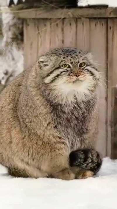 Pallas Cats step on their tails to conserve warmth in freezing temperatures