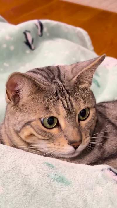 There is a mouse right off screen