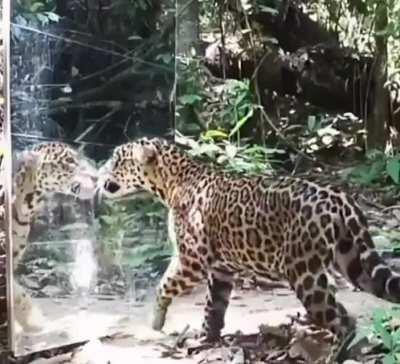 Reactions of animals when there is a mirror in nature