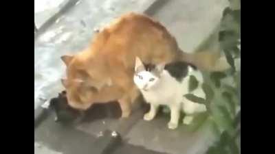 King turned into a cat?!?!?!?!🙀🙀🙀🙀🙀🙀🙀🙀