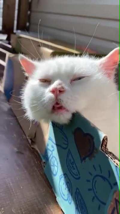 I guess we will never know what happened to the catnip...