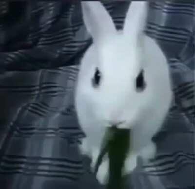 Happy Easter Everyone