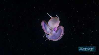 However your day has gone today, you need this. Wait for it…