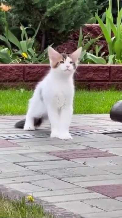 Meow-tastic Secrets Revealed! Watch this Chatty Cat Share its Purr-fect Tale!