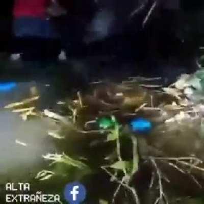 ¿Alguien sabe que es eso?