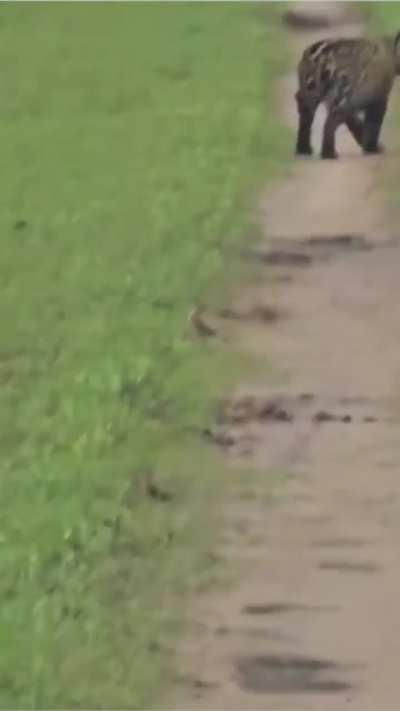 Tenemos un nuevo yaguareté silvestre en Esteros del Iberá!