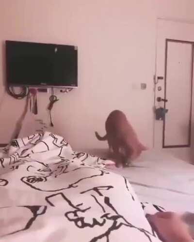 Cats Yeeting Stuffies