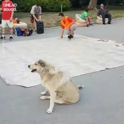 meet Gyre Wolf (companion) aka Lazy bone -10 skills +50 vibin, also has other perks