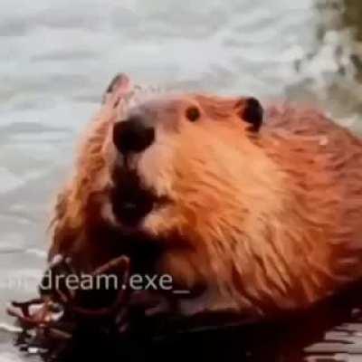 Vic kf jlr djk kf djk KD GM mf