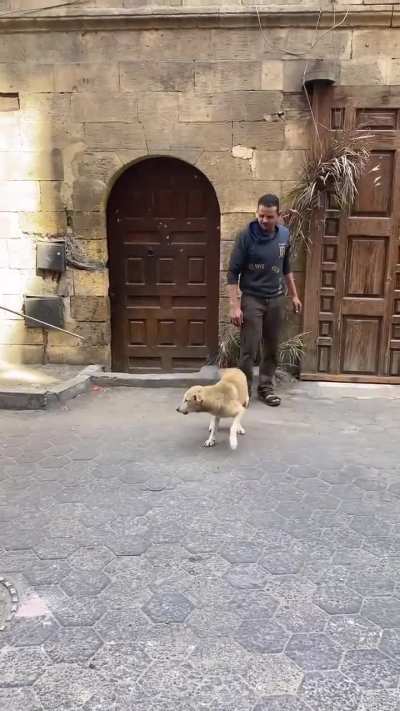 Qual a opinião dos especialistas com relação a essa estratégia para vacinação de animais de rua em comparação ao 