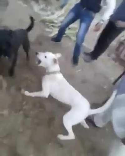 My man rolling like Beyblade