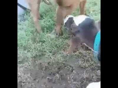 Lil guy just wants a scooby snacc