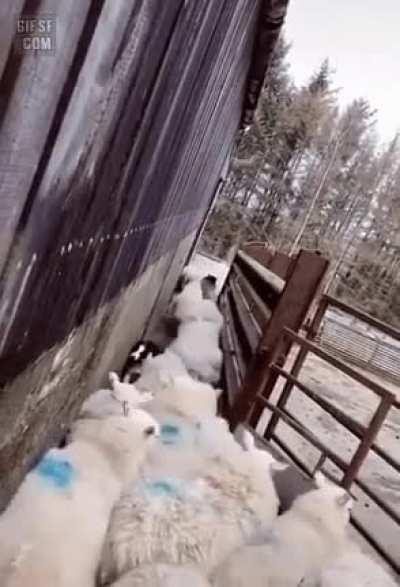 Так, все на выпас...на выпас я сказал!