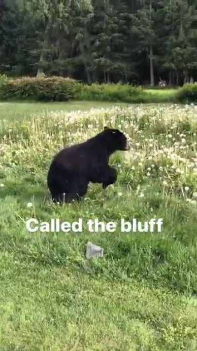 Stupid asshole walks up to a bear who is just chilling eating dandelions.
