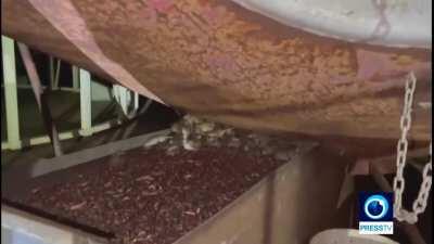 Video shows scale of mouse plague affecting rural New South Wales Australia