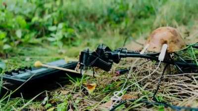 Mushroom in the Wild Playing Keyboard
