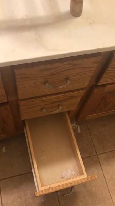 This raccoon was raised in a desk drawer. She can’t get past it.