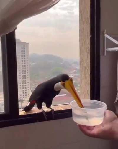 🔥A curious Toucan pays a visit.