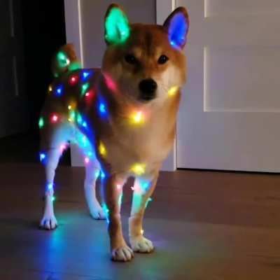 Christmas shiba