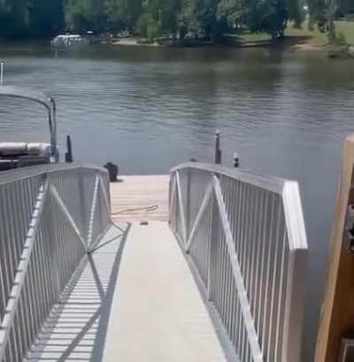 My aquatic people need me